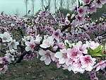 三月桃花