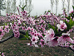 三月桃花