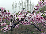 三月桃花