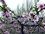三月桃花