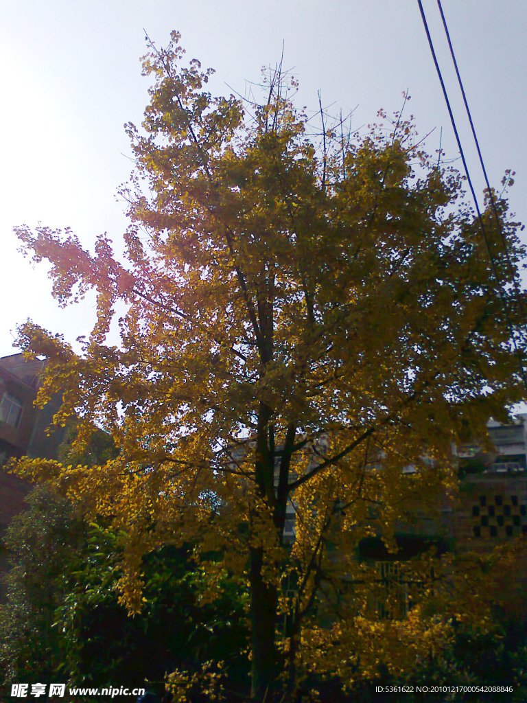 银杏树