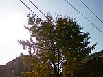 银杏树