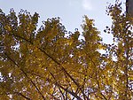 银杏树