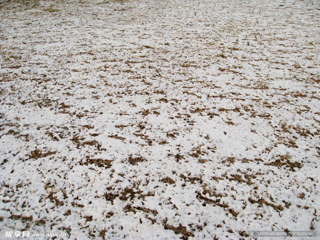 浅雪