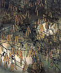 豆角