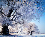雪冰雾凇