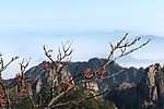 黄山风景