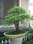 雀梅