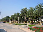 中东海枣