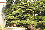 大阪松