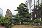 大阪松