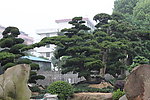 大阪松