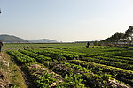 丽岙田园风光
