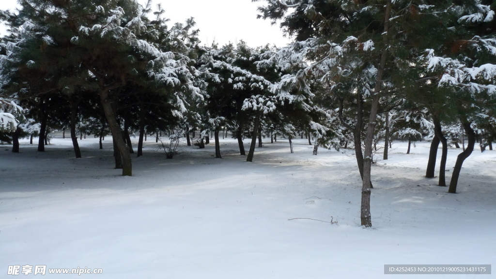 林海雪原