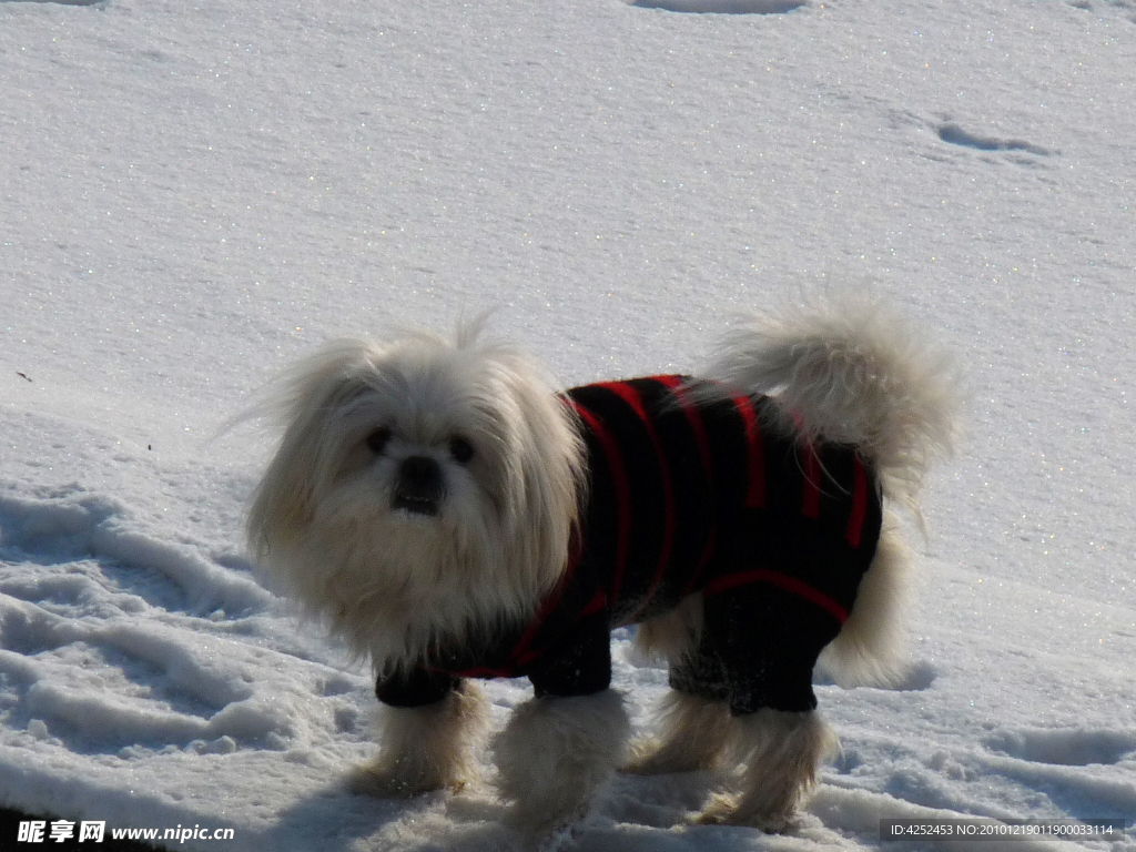 雪中小狗