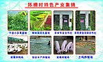 陈棚村农业种植简介