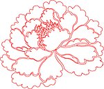 牡丹