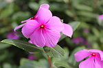 长春花