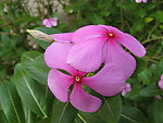 长春花