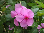 长春花