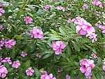 长春花