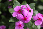长春花