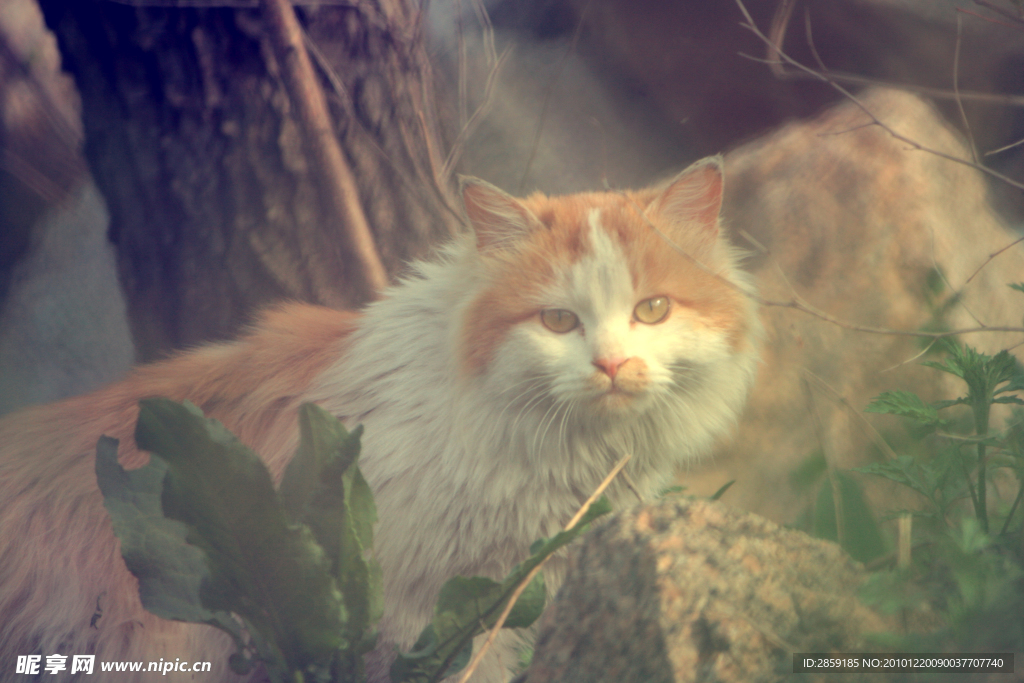 小猫