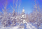 冬季雪景