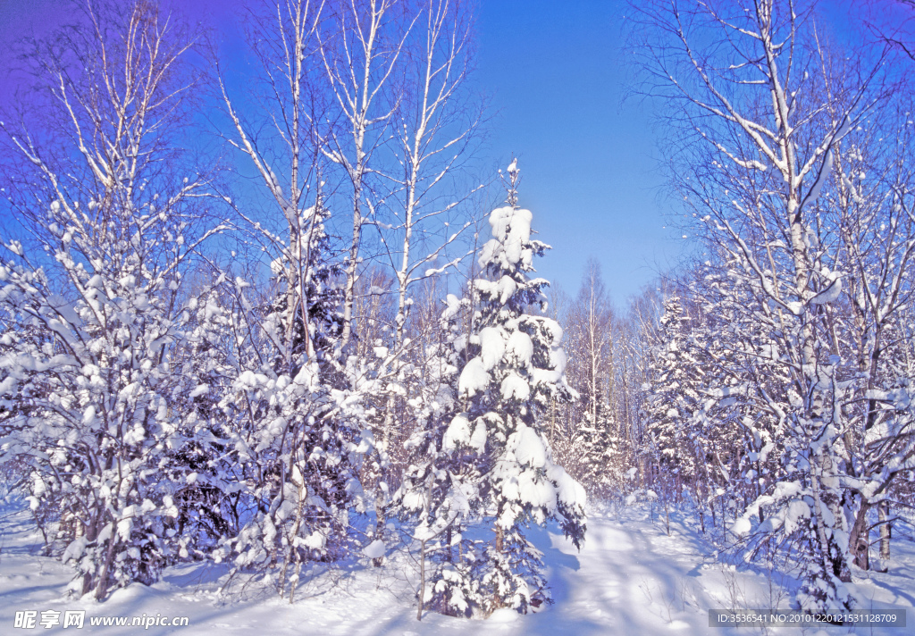 冬季雪景
