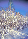 冬季雪景