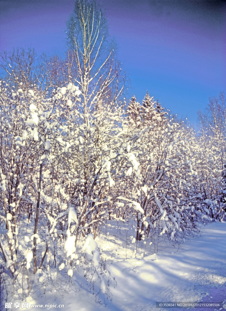 冬季雪景