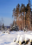 冬季雪景