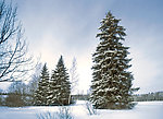 冬天雪景