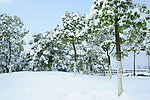 冬天雪景