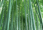 竹子风景