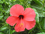 扶桑花