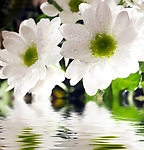 漂浮在水中的花朵
