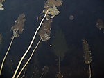 夜色桑树