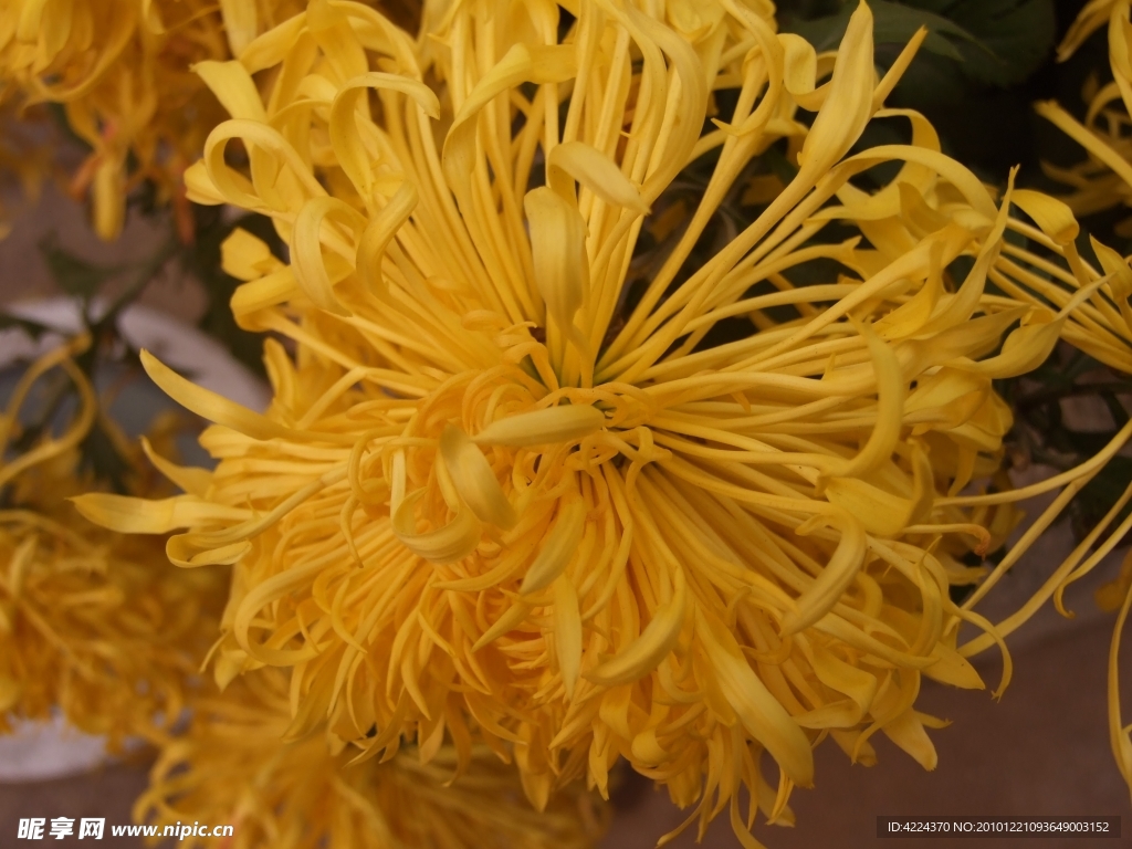 菊花