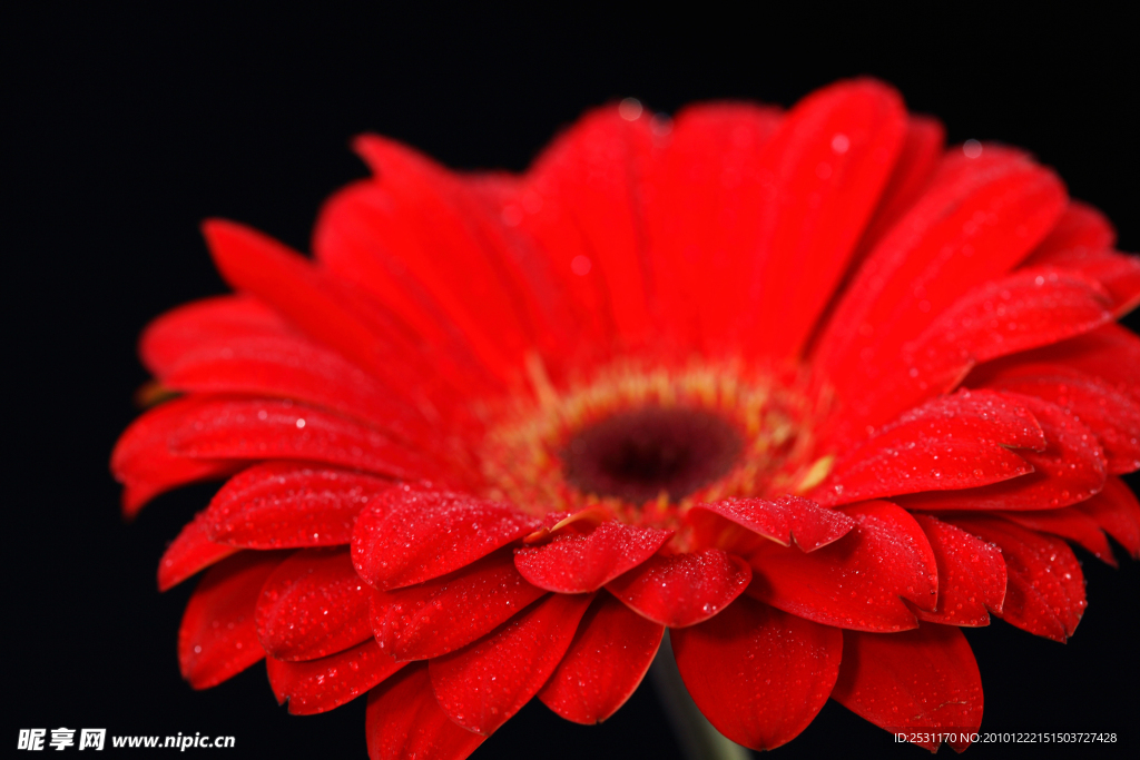 菊花特写