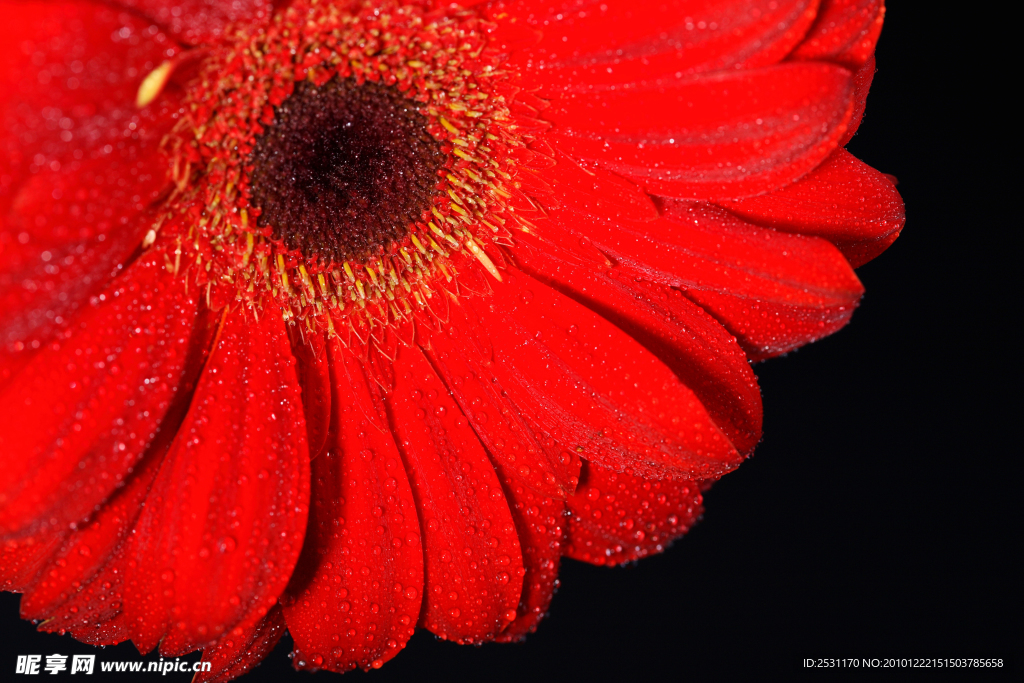 菊花特写
