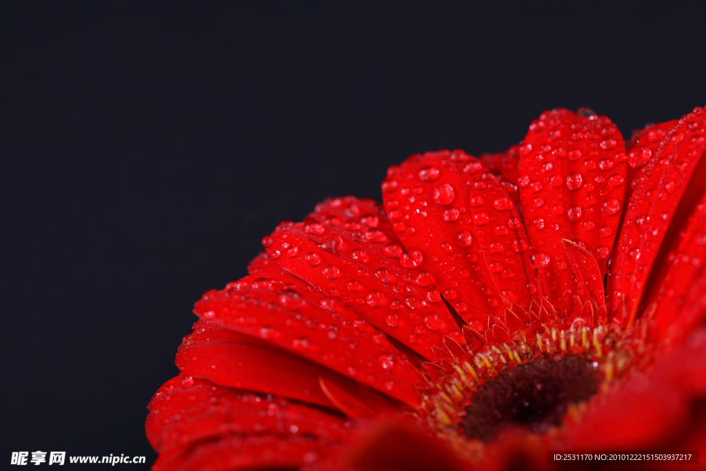 高清菊花