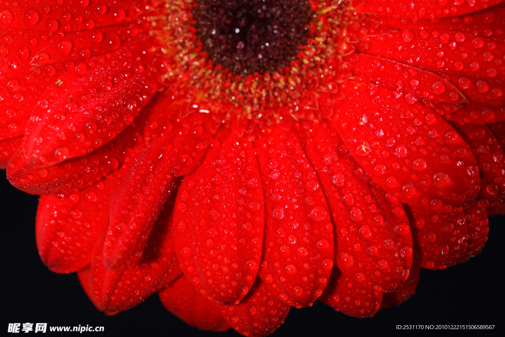 红色菊花