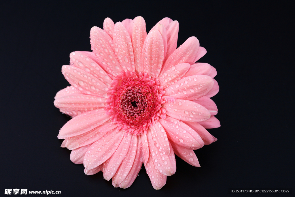 粉红色菊花