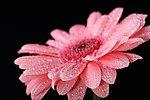 非洲菊
