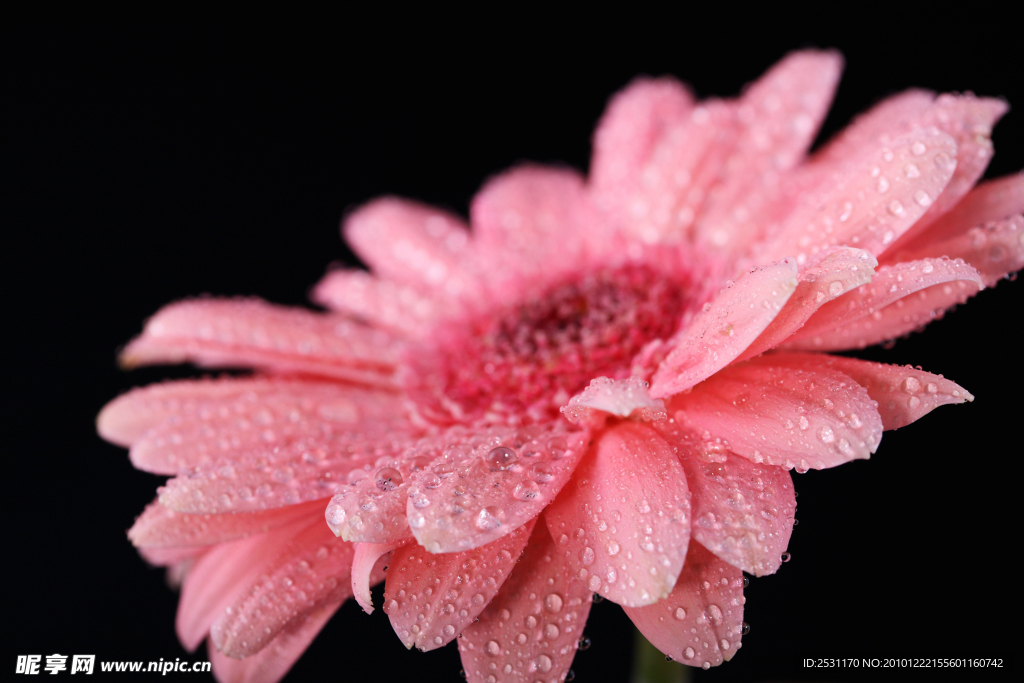 非洲菊