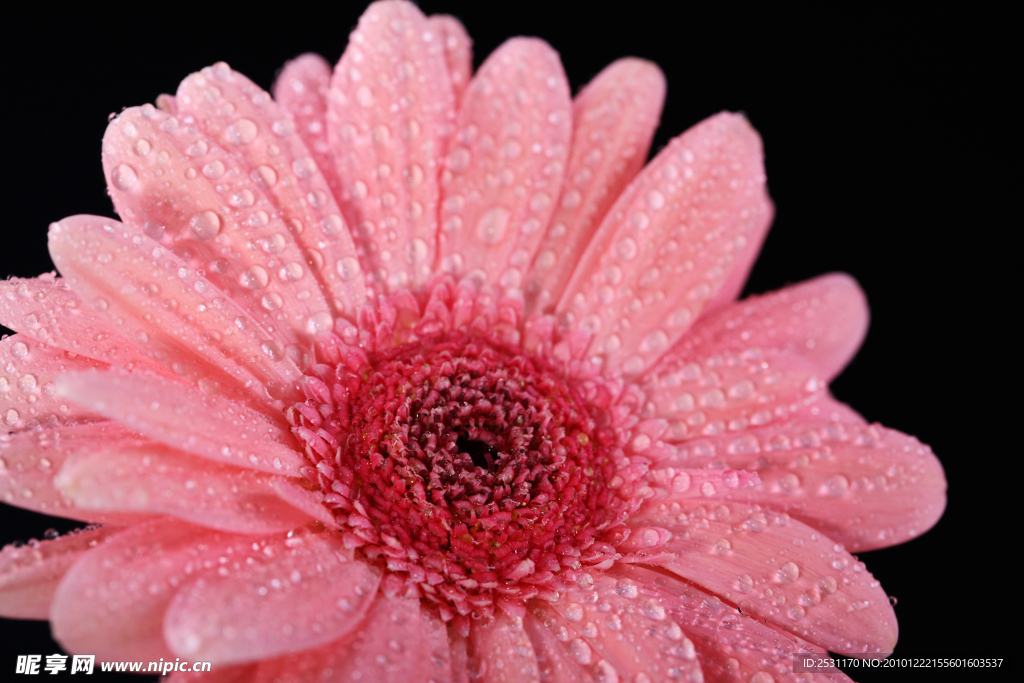 粉红色菊花