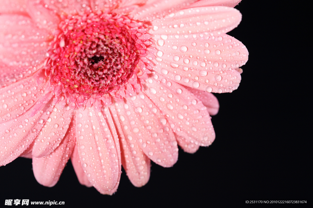 菊花特写