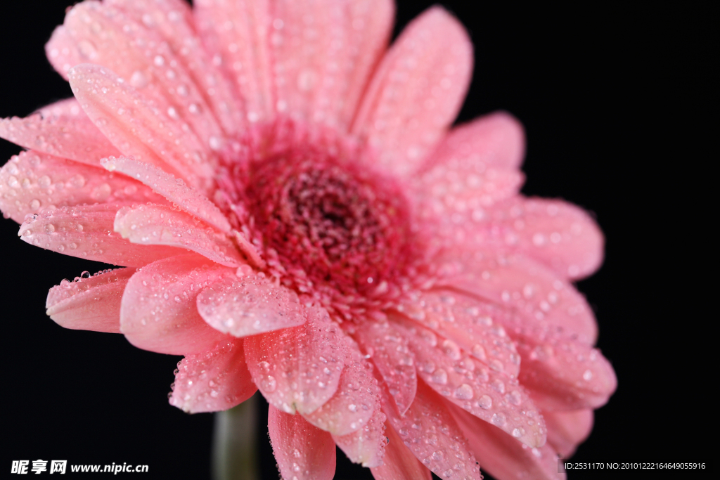 高清菊花
