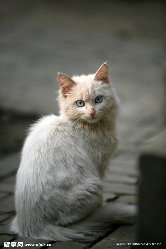 小猫